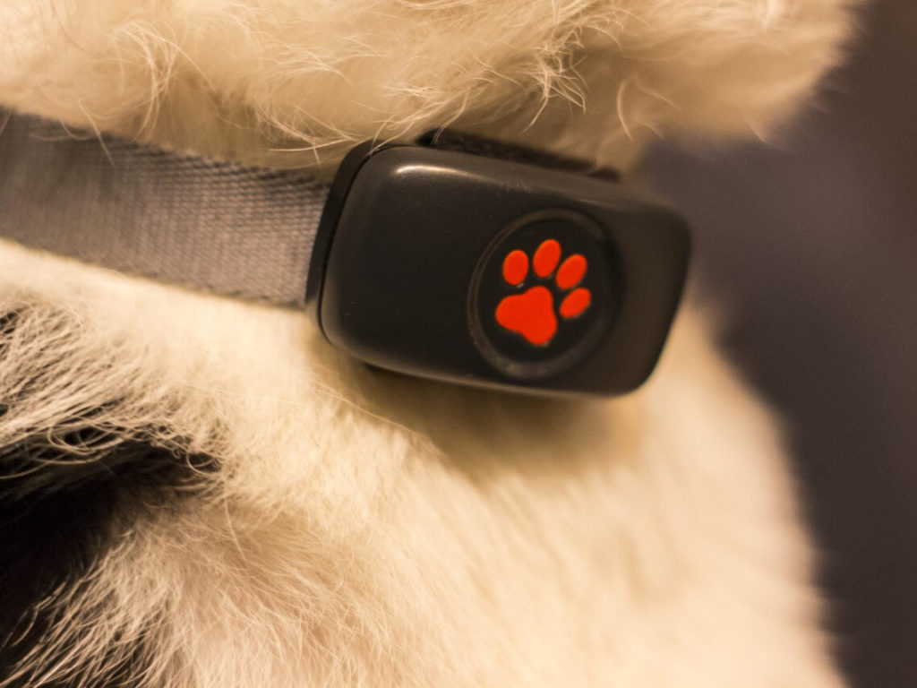 The best GPS tracker for dogs 2024 PitPat