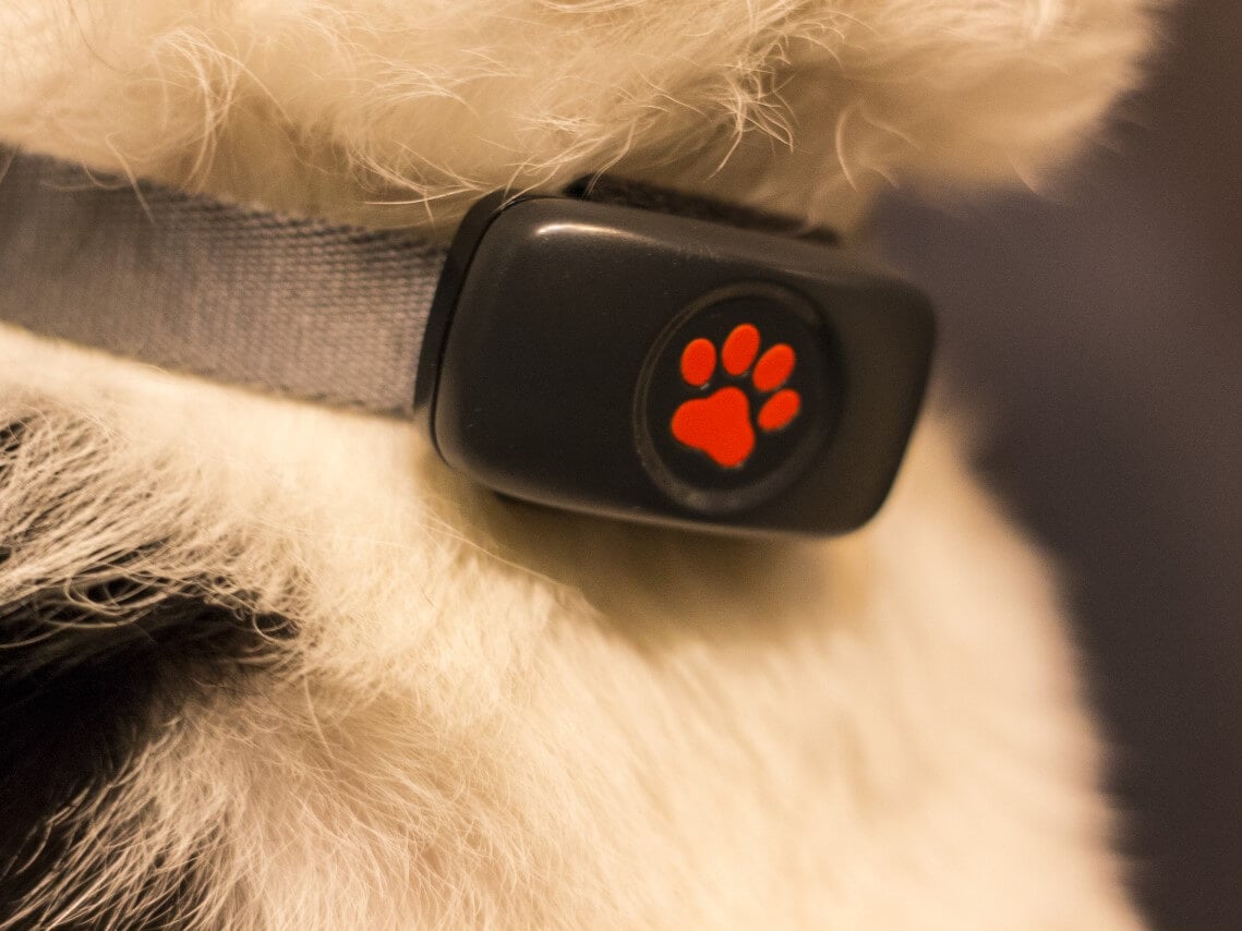 The best GPS tracker for dogs 2023 - PitPat