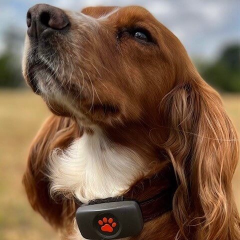 Cocker Spaniel wearing a PitPat