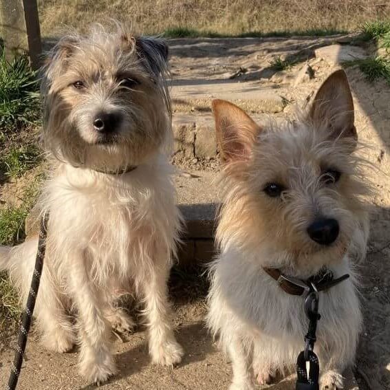 Two terriers