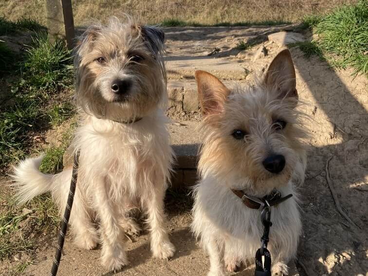 Two light brown terriers