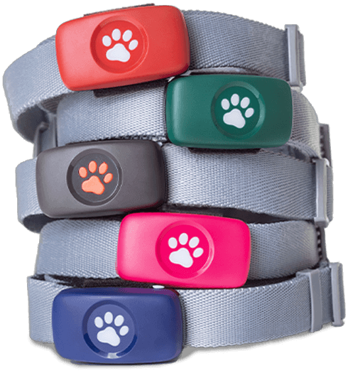 GPS collar stack - all colours