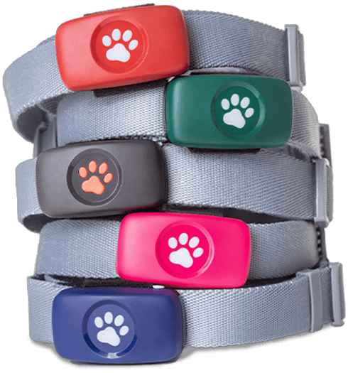 pitpat dog