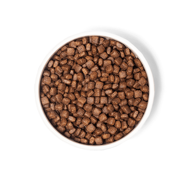 Bowl with kibble