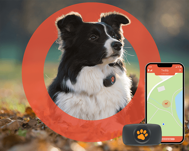 GPS on collie with app and phone visual