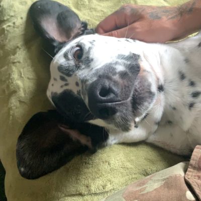 Spotty dog lying upside down