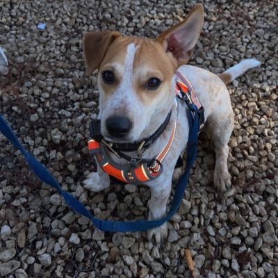 Jack Russel sitting on stoney beach