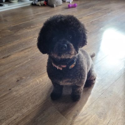 Cockapoo sitting on floor