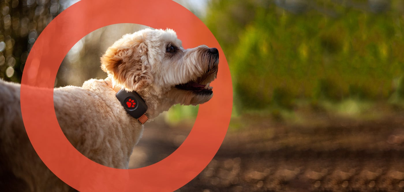 luge træ uddrag PitPat | Dog GPS Trackers and Dog Activity Monitors | Dog Health Platform