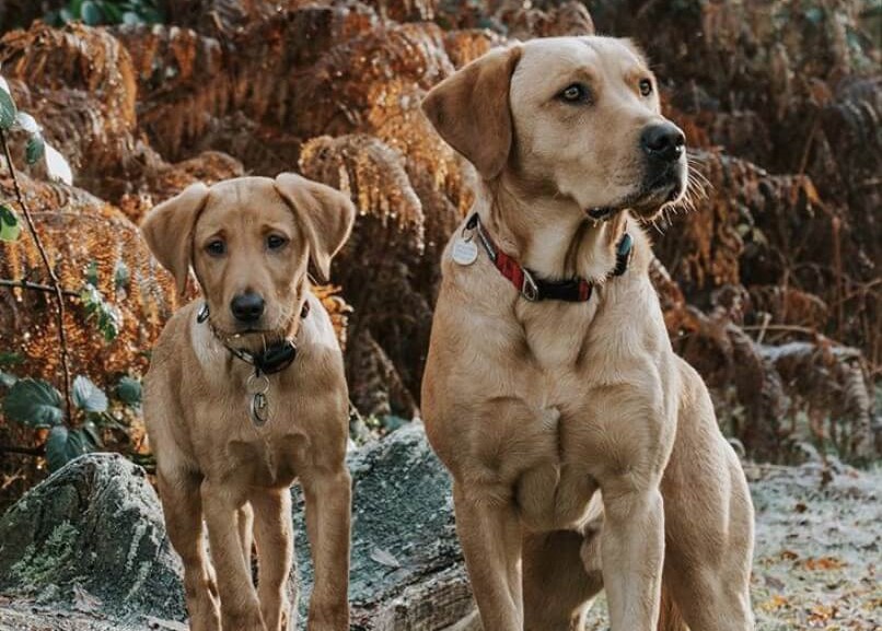 Adult Labrador and Labrador puppy standing in a forest wearing PitPat Dog Activity Monitors