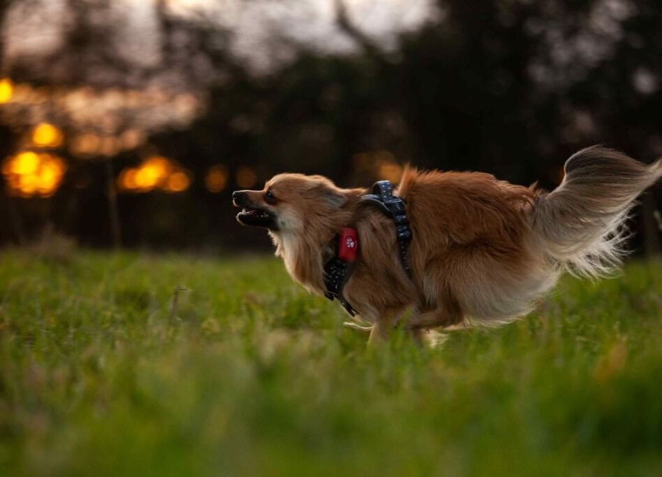 Pomeranian running in a field wearing a pink PitPat GPS