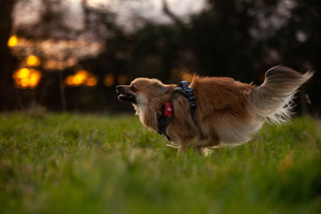 Pomeranian running in a field wearing a pink PitPat GPS