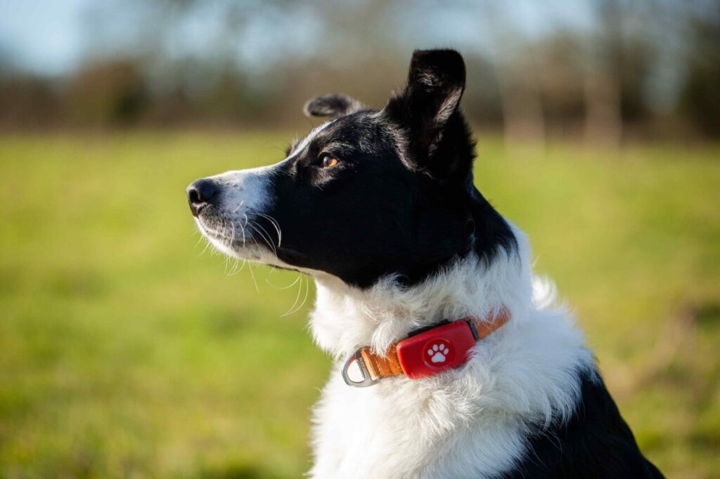 Border Collie sat in a field wearing a red PitPat GPS Tracker