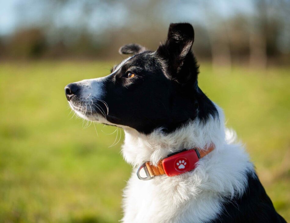 Border Collie sat in a field wearing a red PitPat GPS Tracker