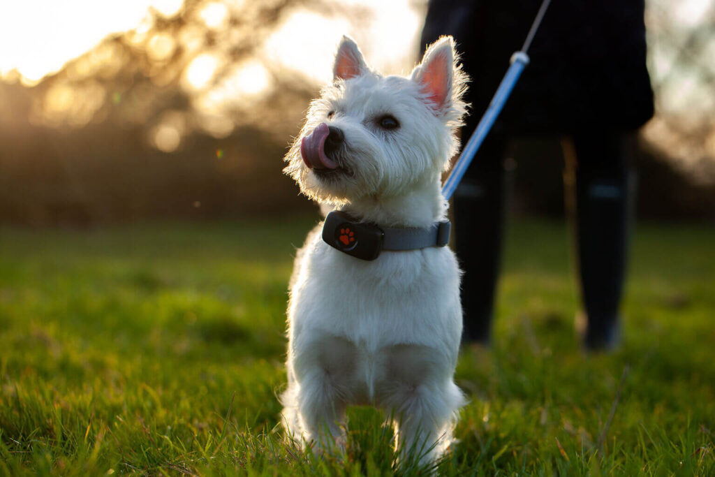 White West Highland Terrier on a lead in a field wearing a PitPat GPS Tracker