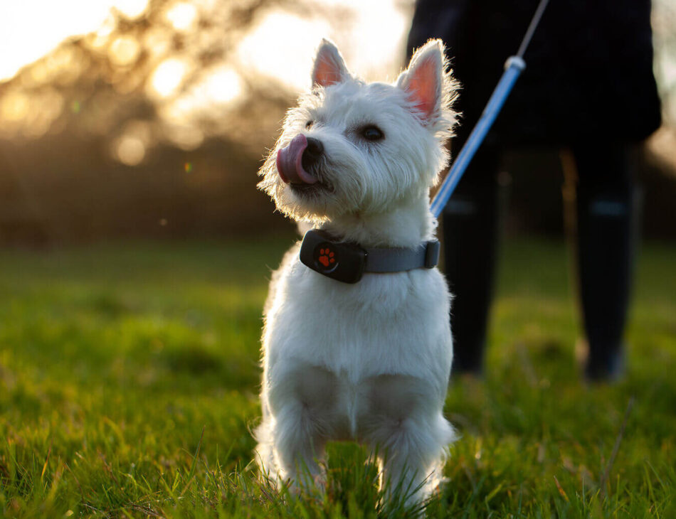 White West Highland Terrier on a lead in a field wearing a blue PitPat GPS Tracker