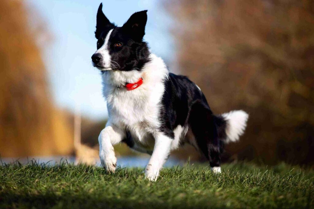 Border Collie running in a field wearing a PitPat GPS Dog Activity Monitor