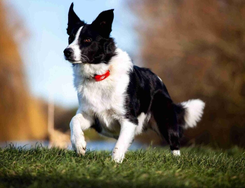 Border Collie running in a field wearing a red PitPat GPS Dog Activity Monitor