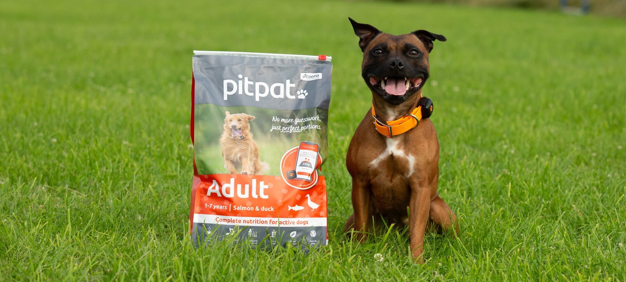 PitPat