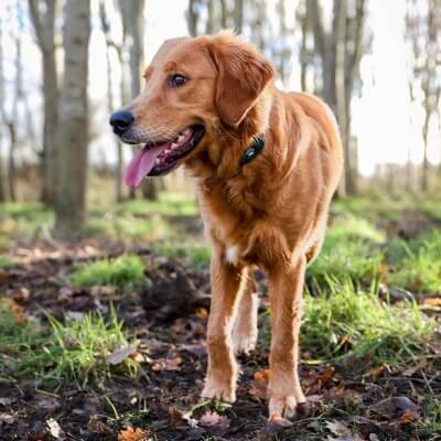 Red Labrador Retriever with Green GPS
