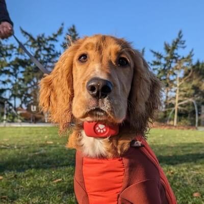 Tan Cocker Spaniel puppy with Red PitPat GPS