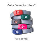 PitPat GPS devices in differnet colours on collars stacked up with heading reading Got a favourite colour? We got you