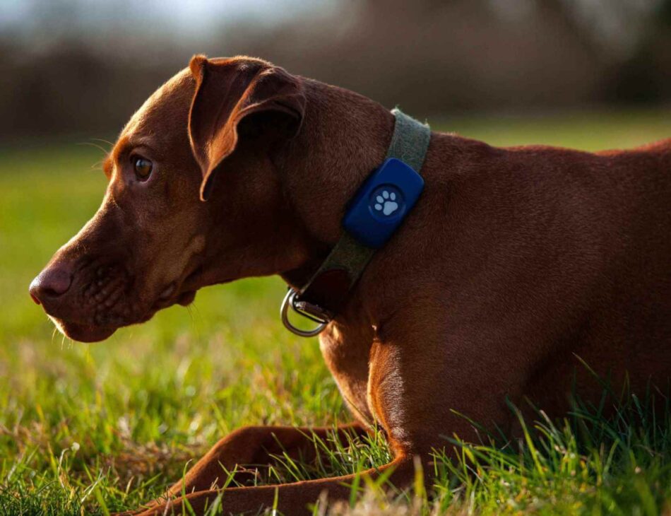 Vizsla wearing a blue PitPat Dog GPS Tracker lying down in a field