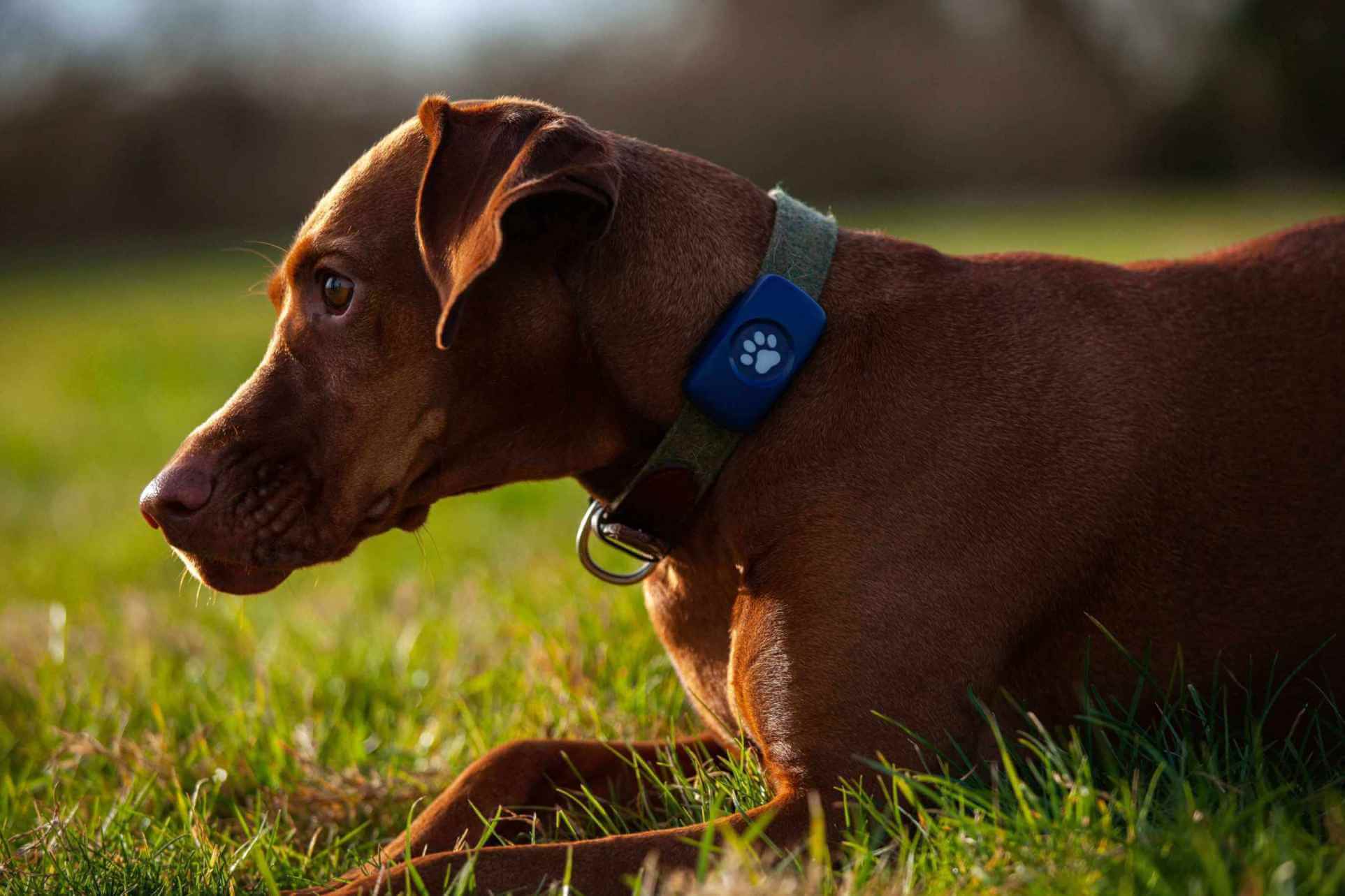 Vizsla wearing a blue PitPat Dog GPS Tracker lying down in a field