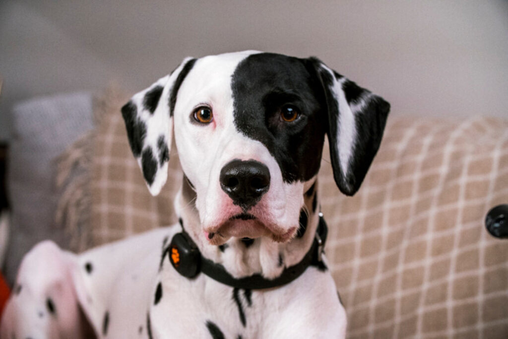 Dalmatian sitting on beige checked sofa wearing a PitPat Dog Activity Monitor