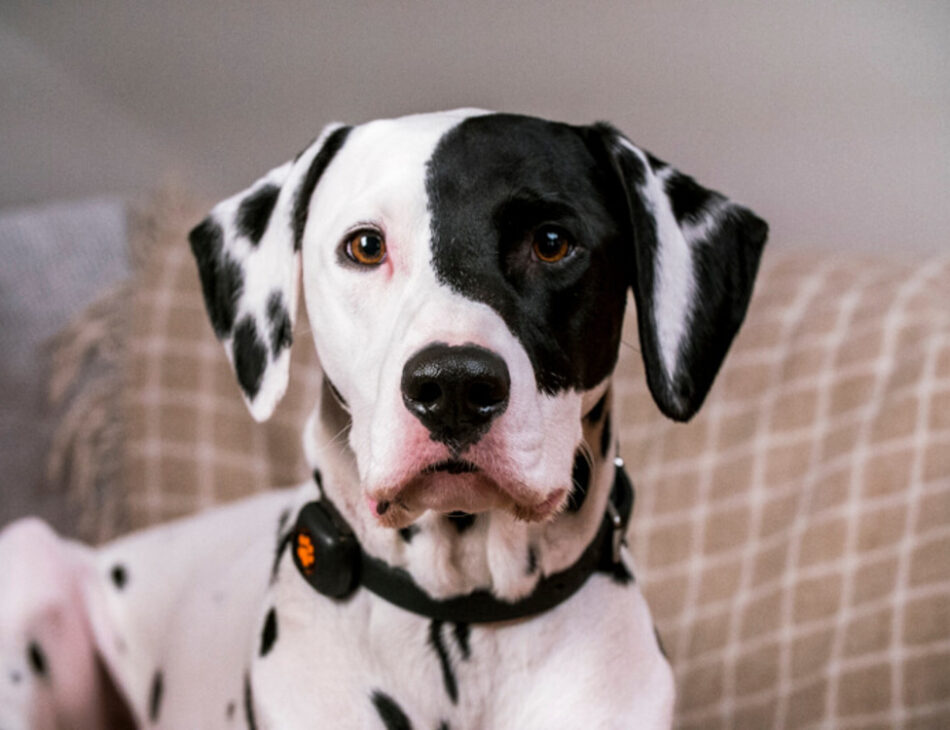 Dalmatian sitting on beige checked sofa wearing a PitPat Dog Activity Monitor