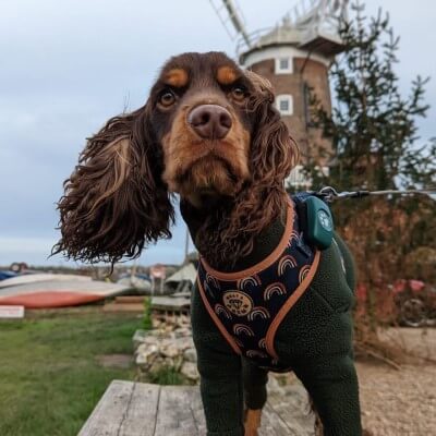 Chocolate Cocker Spaniel with Green PitPat GPS standing on bench