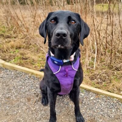 Black Labrador with Blue PitPat GPS sitting on path