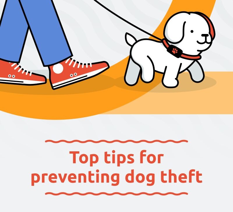 Top tips to prevent dog theft