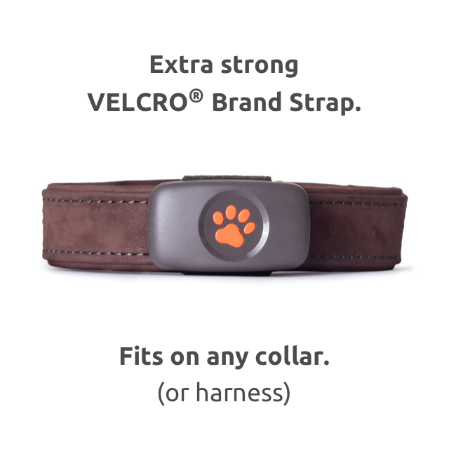 Black PitPat GPS on a brown leather collar with text reading extra strong VELCRO Brand Strap. Fits on any collar or harness.
