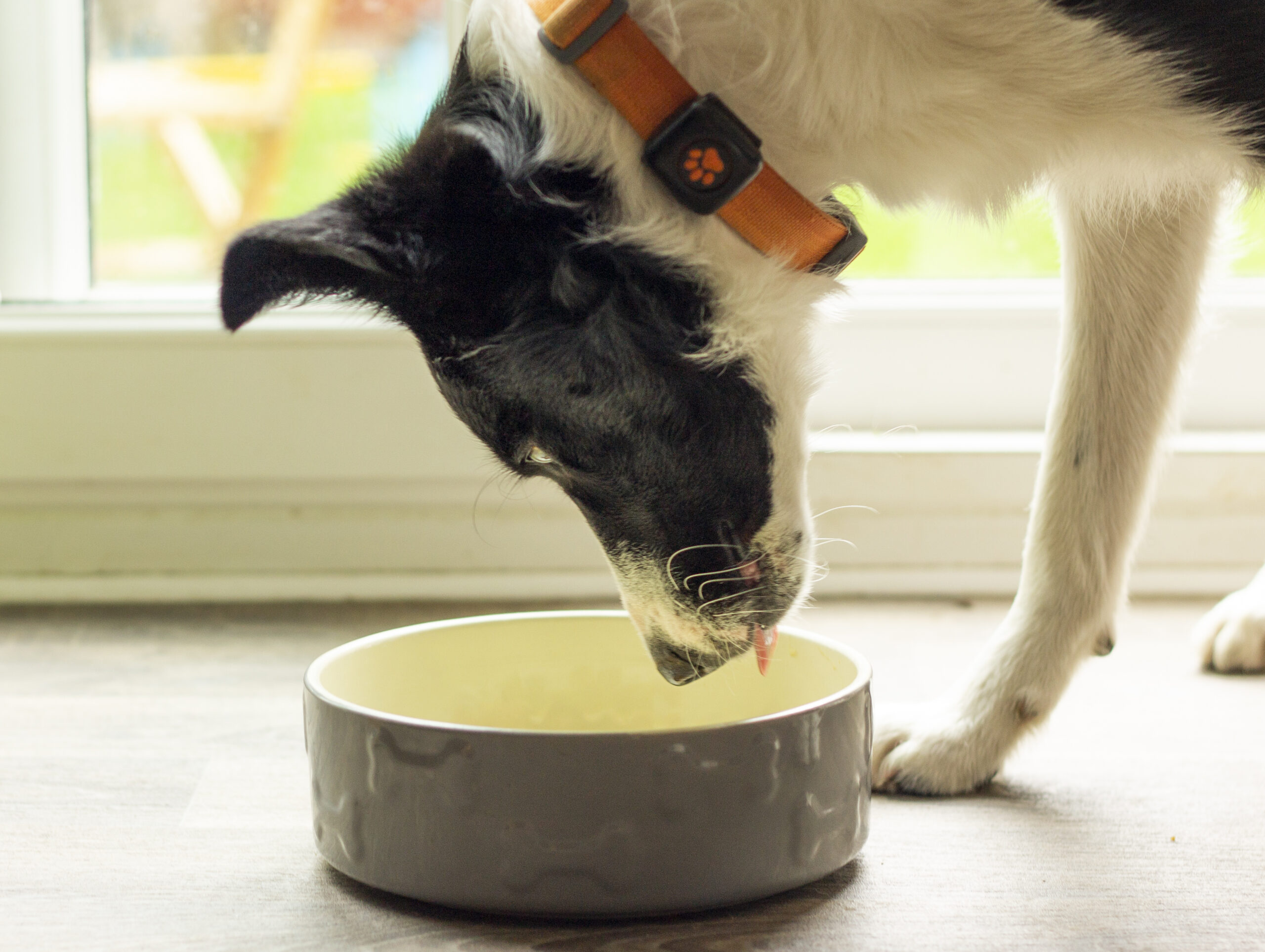 Border Collie eating from a bowl wearing a PitPat Dog Activity Monitor