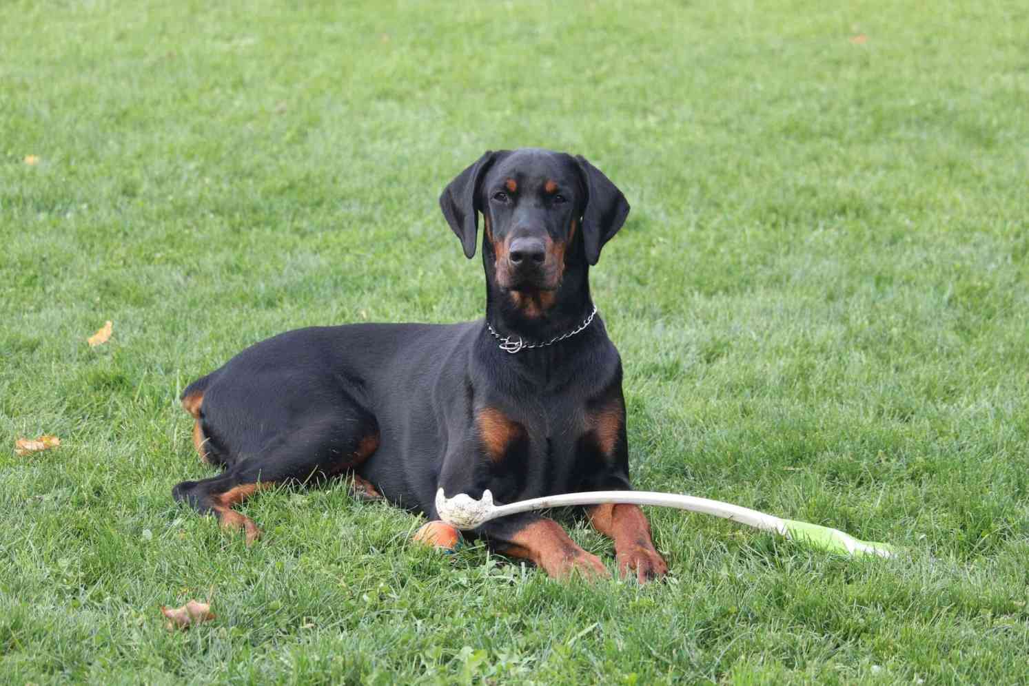 Gentle doberman hot sale