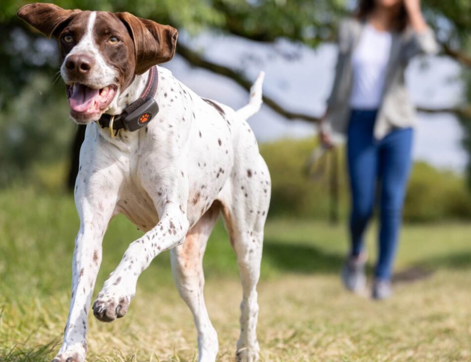 Pointer running with owner in the background wearing black PitPat GPS