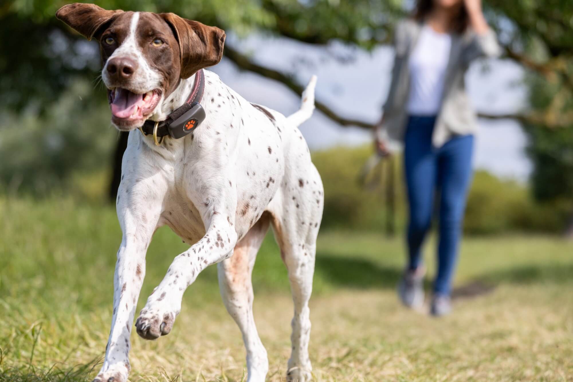 Pointer running with owner in the background wearing black PitPat GPS