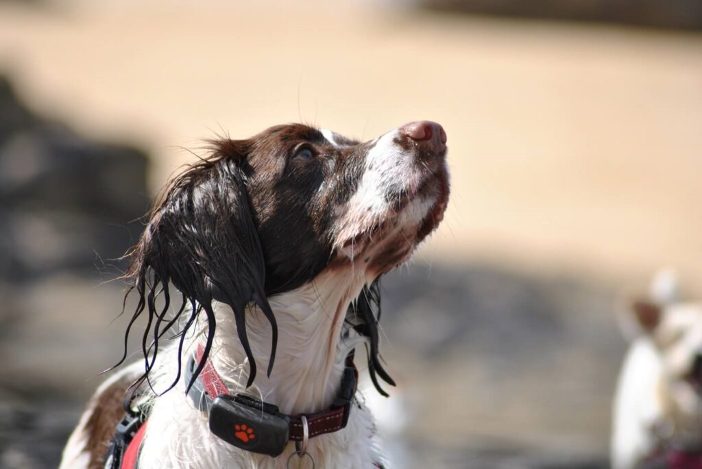 Spaniel on the beach wearing a black PitPat Dog GPS Tracker