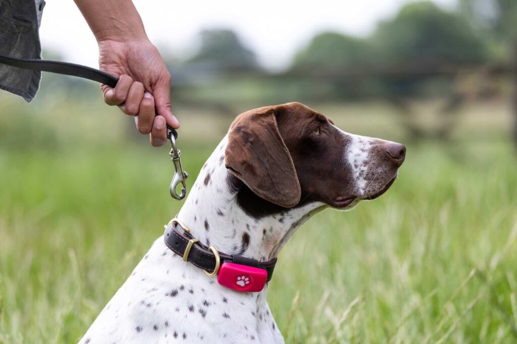 English Pointer sitting in a field wearing a pink PitPat GPS tracker