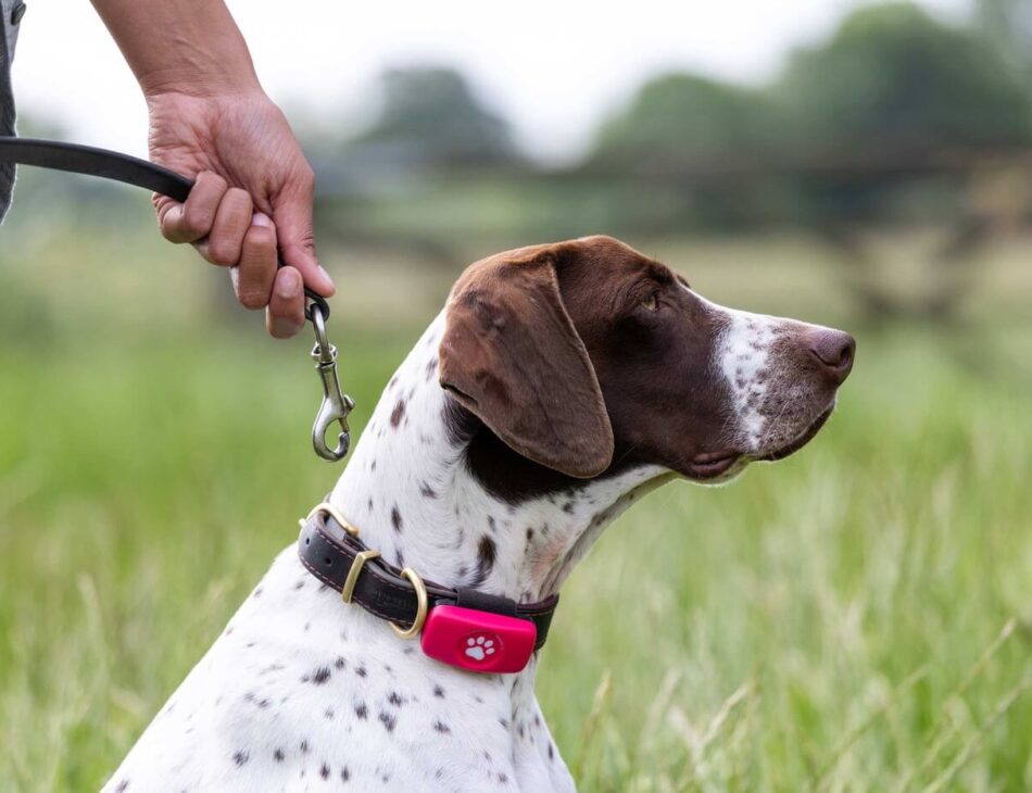 English Pointer sitting in a field wearing a pink PitPat GPS tracker