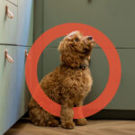 Cockapoo sitting in kitchen wearing a PitPat Dog Activity Monitor