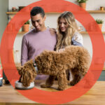 A man and women looking down at their dog eating their PitPat Food