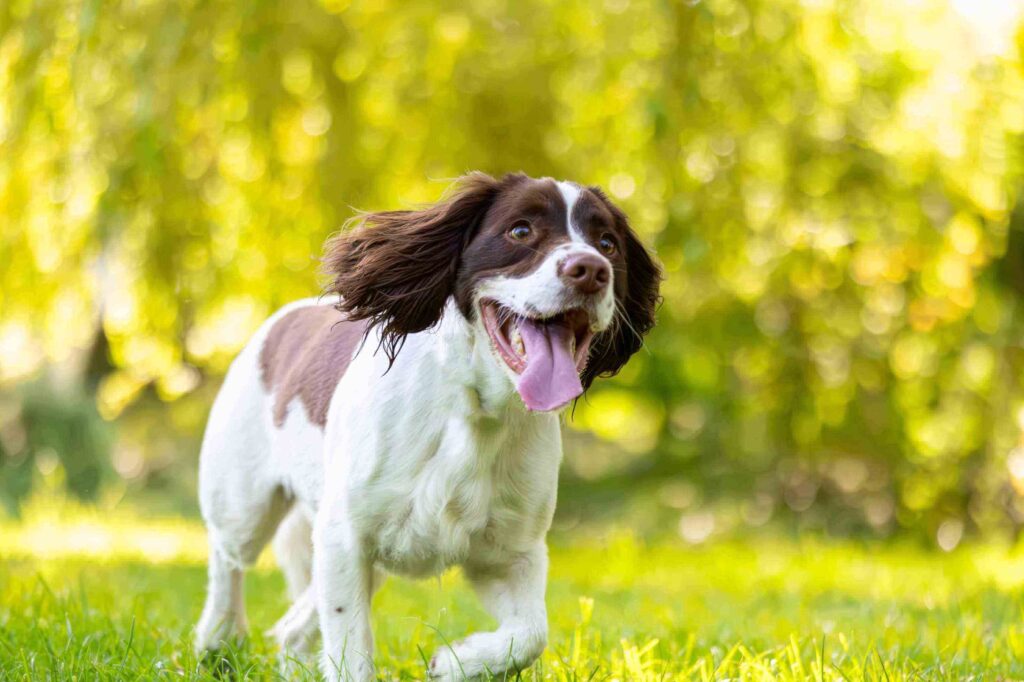 Can I use a Tile tracker to track my dog? PitPat