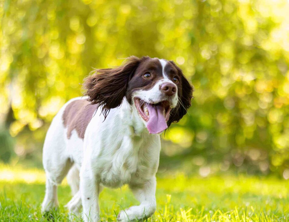 Springer spaniel running through a field with no collar on