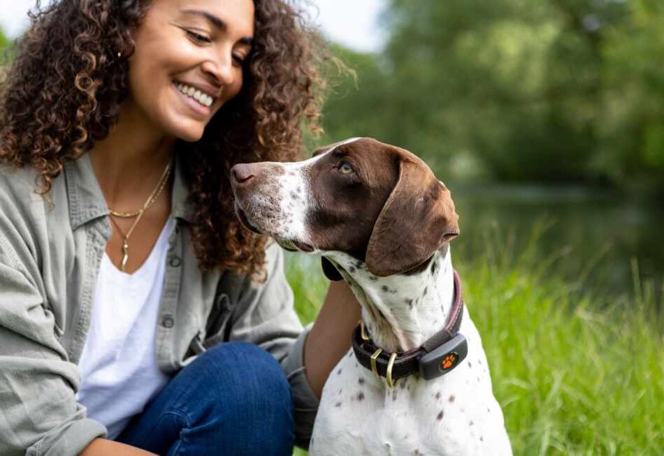 English Pointer sat in a field wearing a black PitPat Dog GPS Tracker while their human pets them,