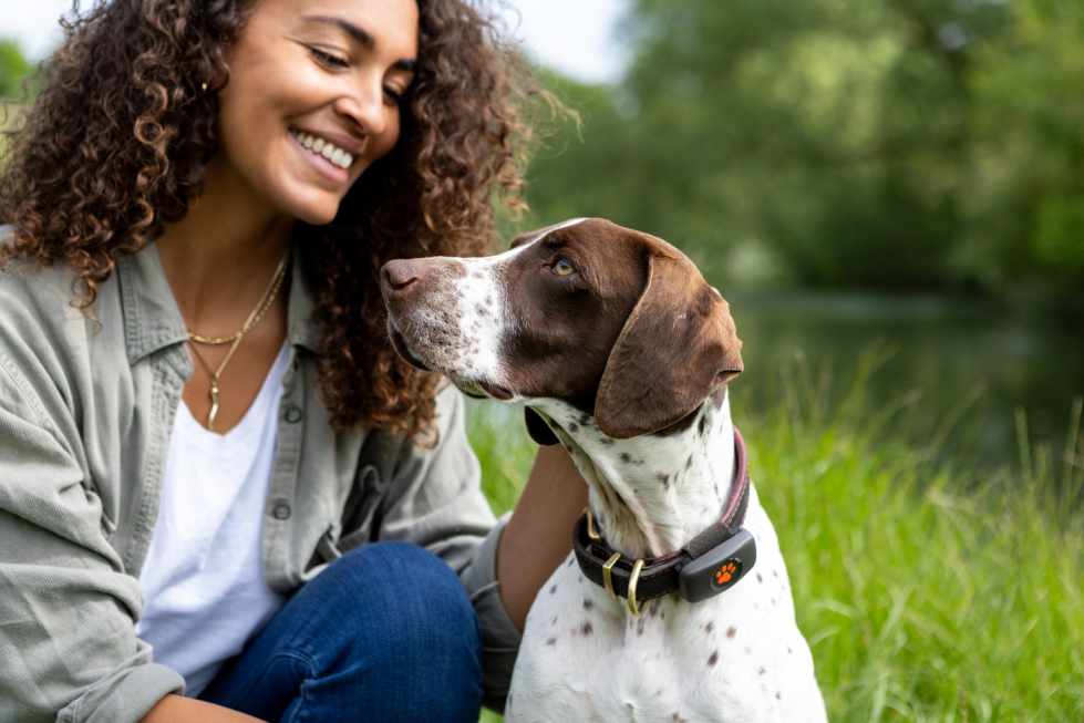 English Pointer sat in a field wearing a black PitPat Dog GPS Tracker while their human pets them,