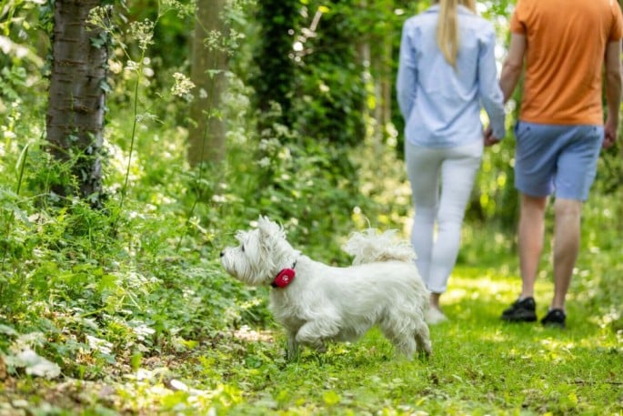 West Highland Terrier walking off-lead in the woods behind their owners and wearing a pink PitPat Dog GPS Tracker
