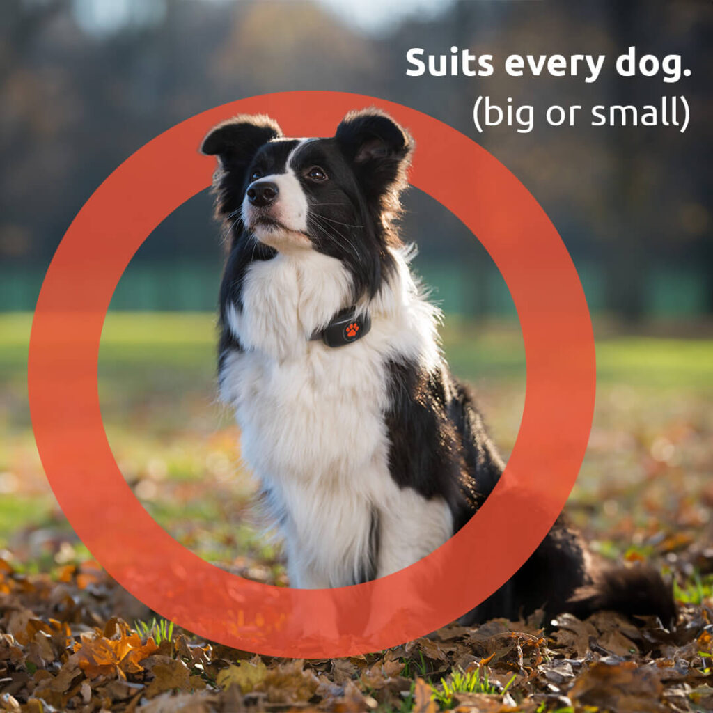 Border Collie sitting in park with autumn leaves surrounding them with PitPat's hug around them and text saying "Suits every dog big or small".