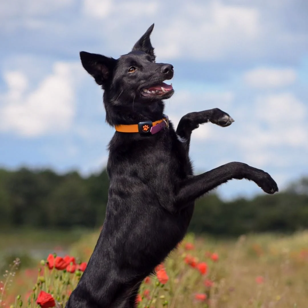 Black dog standing on hind legs wearing a PitPat